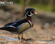 ARKive image GES136013 - Wood duck