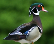 Wood Duck On Lookout