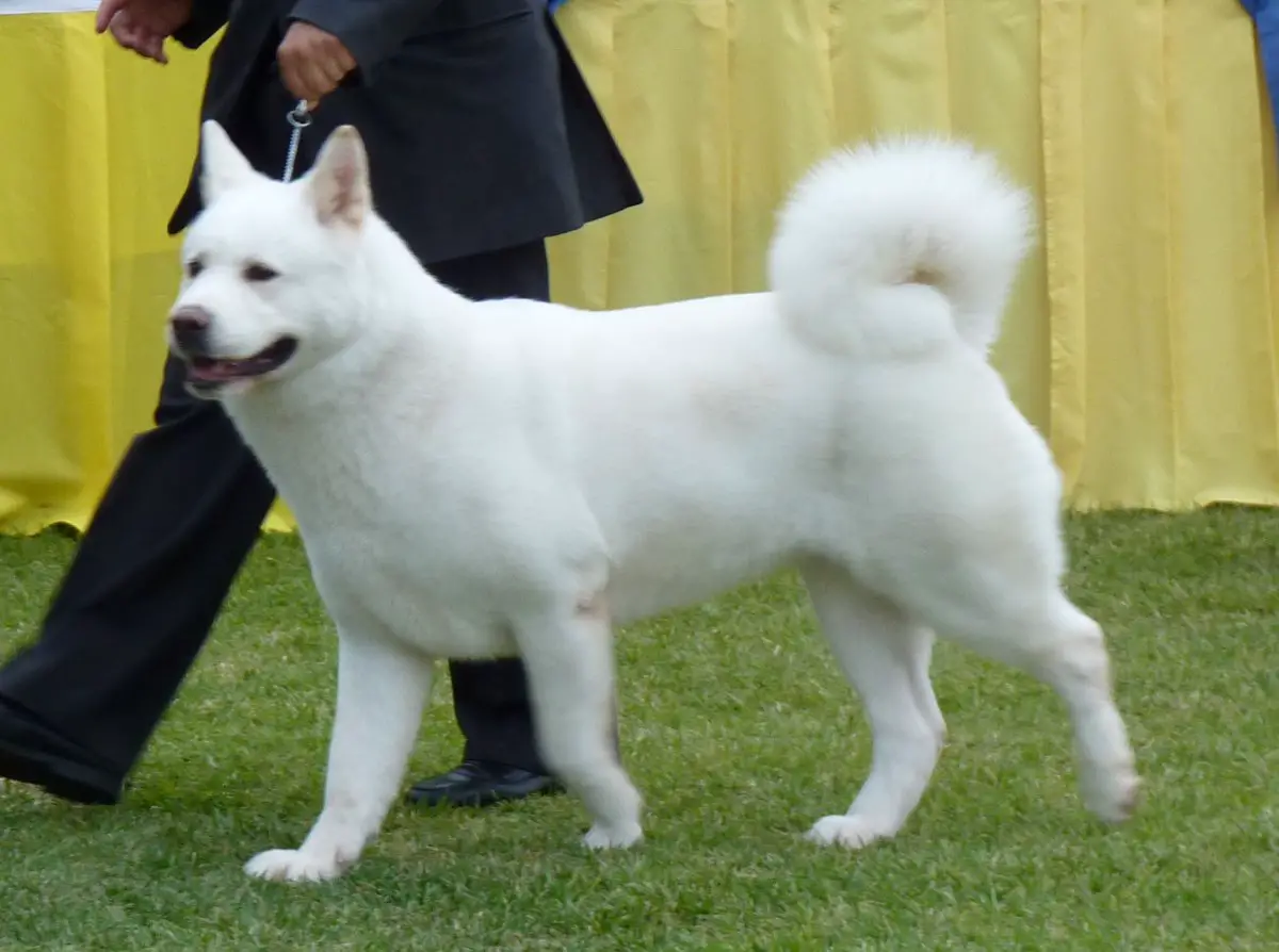 Fotos do Cachorro Akita Inu Branco, Preto e Vermelho