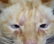 Alergias Em Gatos (4)