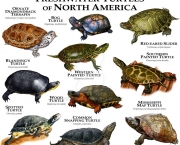 Algumas espécies Tartarugas