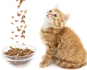 alimentacao-para-gatos (2)