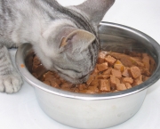 alimentacao-para-gatos (4)