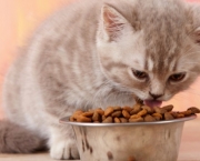 alimentacao-para-gatos (9)