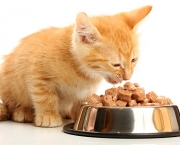 alimentacao-para-gatos (11)