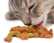 alimentacao-para-gatos (12)