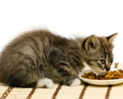 alimentacao-para-gatos (13)
