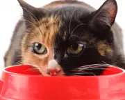 alimentacao-para-gatos (14)