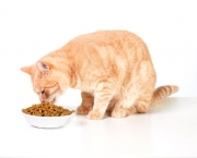 alimentacao-para-gatos (15)