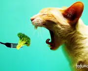 alimentacao-para-gatos (16)