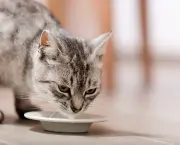 alimentacao-para-gatos (17)