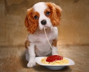Alimentar Cão Que Não Gosta De Comer (4)