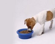 Alimentar Cão Que Não Gosta De Comer (5)