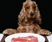 Alimentar Cão Que Não Gosta De Comer (11)