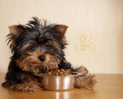 Alimentar Cão Que Não Gosta De Comer (14)