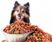 Alimentar Cão Que Não Gosta De Comer (15)