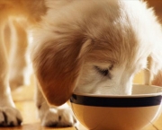 Alimentar Cão Que Não Gosta De Comer (17)