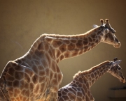animaisfotos-girafas-duo-thumb