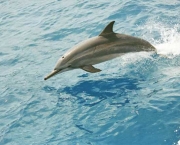 golfinho-rotador-na-praia
