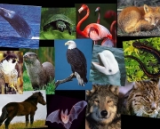 Animais em Extincao no Mundo Todo (8)