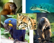 Animais em Extincao no Mundo Todo (13)