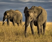 Animais no Safari Africano (2)