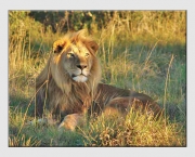 Animais no Safari Africano (3)