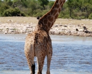 Animais no Safari Africano (4)