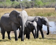 Animais no Safari Africano (5)