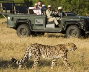 Animais no Safari Africano (6)