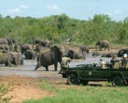 Animais no Safari Africano (7)