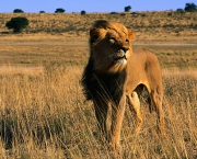 Animais no Safari Africano (9)