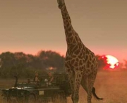 Animais no Safari Africano (10)