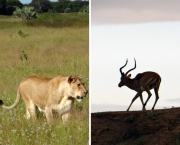 Animais no Safari Africano (11)