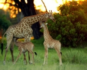 Animais no Safari Africano (14)