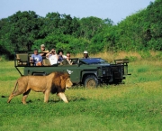 Animais no Safari Africano (16)