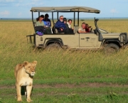 Animais no Safari Africano (17)