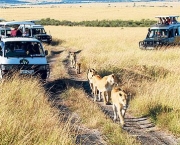 Animais no Safari Africano (18)