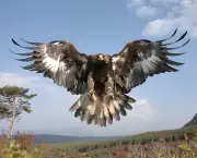 Golden eagle (Aquila chrysaetos) sub-adult female in flight, Cairngorms National Park, Scotland.
