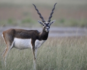 antilope-indiano