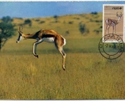 sudoeste-africa-maximo-springbok