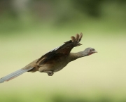 Aracua do Pantanal (1)