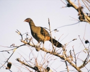 Aracua do Pantanal (2)