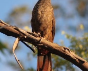 Aracua do Pantanal (3)