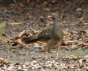 Aracua do Pantanal (11)