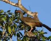 Aracua do Pantanal (16)