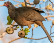 AracuÃ£-do-pantanal (Ortalis canicollis) em galho de Ã¡rvore no