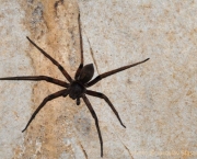 Aranha Caçadora Gigante (3)