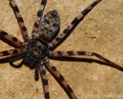 Aranha Caçadora Gigante (4)