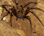 Aranha Caçadora Gigante (6)